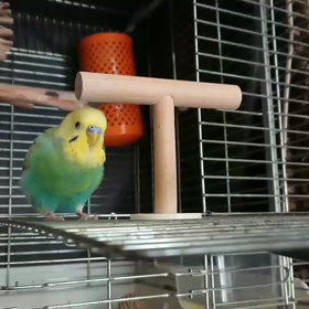 ご機嫌に囀るだけじゃない(動画)の画像