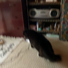 何の音だ:( ;´꒳`;):ﾋﾞｸﾋﾞｸの画像