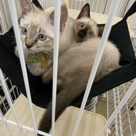 シンクロ？の画像