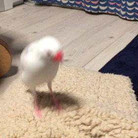 ご機嫌ダンスの画像