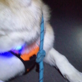 今朝は飼い主張り切っていましたが⁉️「眠そう！」ってコメントいただいた未来丸。眠そうじゃなくの画像