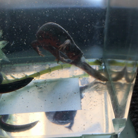 アカハライモリの飼育日記   脱皮2の画像