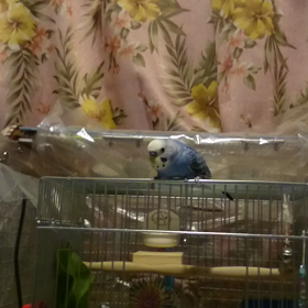 続・湿度＆インコ様体重増えたの画像