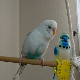 今日のさくらちゃんの画像