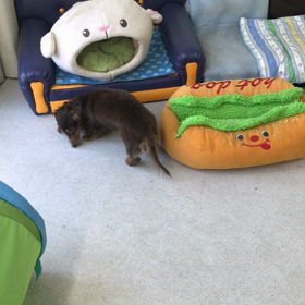 ♪プレイルーム動画♪の画像