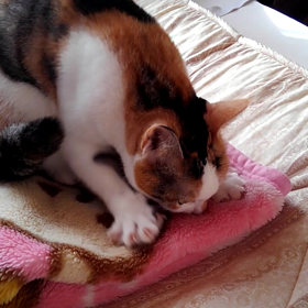 甘ったれうめちゃんの画像