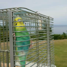 海の前でご機嫌ぴなちゃん(動画)の画像