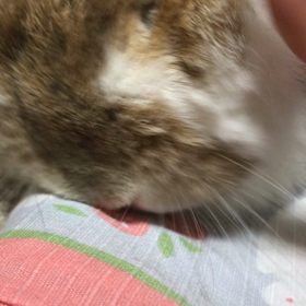 目はどこ？の画像