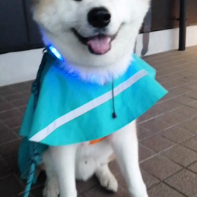 わぁー朝から雨☔。飼い主テンション低め。もちろん未来丸もヤル気無し❗ウンチ終了ですぐにおうちへ帰の画像