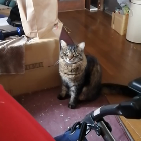 欲しがり屋さんのおこげの画像