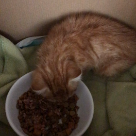 カヌレくん❤️の画像