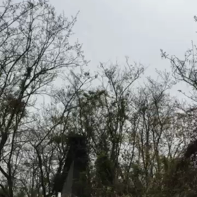 ホ〜ホケキョの画像