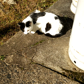 今日は恋人たちの日の画像