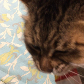 平成ありがとにゃん(^_^;)の画像