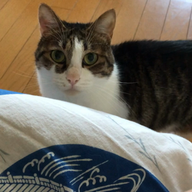 主人の言葉で又二日酔い…保護猫デールのしつけ！の画像