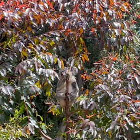 初めてコアラを見た日の画像