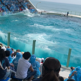 まだまだ続く、シャチ〜ずの画像