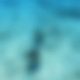 カメ　動画✨の画像