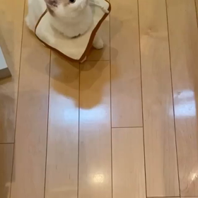 猫(*ΦωΦ*)の画像