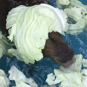 キャベツプール動画の画像