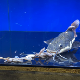 レッドテールキャット ウルトラショート 22000円！の画像