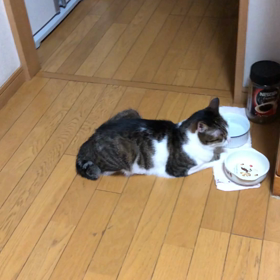 ジム復活2日目！不満げなデールちゃん動画が面白い！の画像