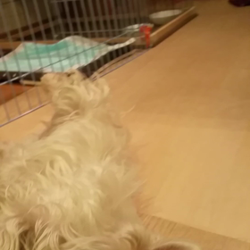 軟体動物ミンホの画像