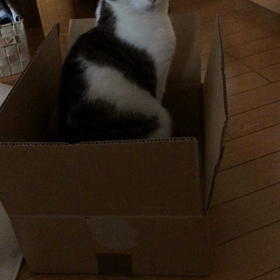 整理整頓すると探すものが増える。整理整頓中の保護猫デール動画。の画像