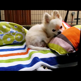 脳腫瘍グリオーマといわれて　【　始まり　～　現在まで　㊱　】の画像