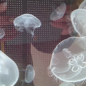 Jellyfish is said to go at ease.の画像