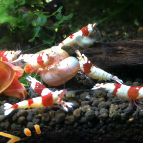 えにしえびアクアチャンネルの画像