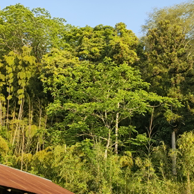 ヤイロチョウの鳴き声の画像