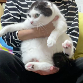 今夜も片想いの画像