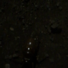 蝉の幼虫の画像