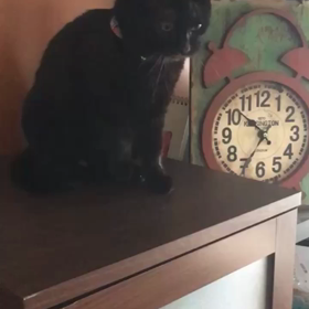 チビ黒さん猛特訓の画像