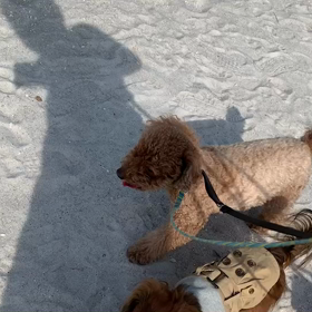 4月18日14わんこと1時間遠足  お台場の画像