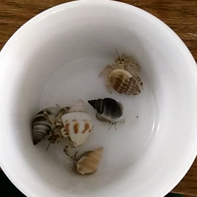 オカヤドカリ予知?の画像