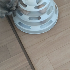 遊ぶにゃの画像