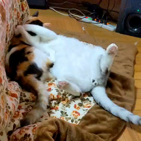 ラブラブからのの画像