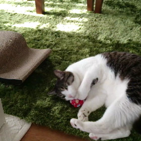 猫にマタタビキャンディ♪の画像