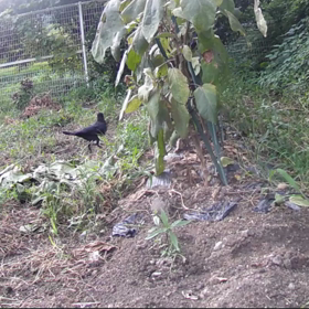 すぎぴたんの事件簿シーズン3　26話（何している？カラス）の画像