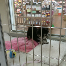 ちわマルちゃん(^^)の  画像