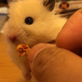 好き嫌いの激しい子の画像