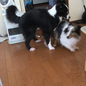 今日も仲悪い？の画像