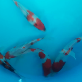 もうちょいの画像