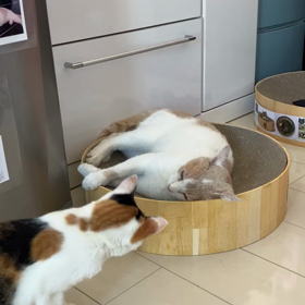 流石に優しいちーちゃんも、怒ったよ。の画像