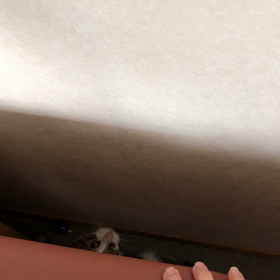 偏屈おじさん！デールと遊ぶの画像