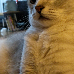 引っ越し初日の銀次郎の画像