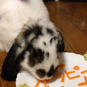 ★うさだけど、、犬みたいなオレオっち〜★の画像