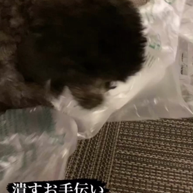 宇野樹君インスタストーリーより　潰すお手伝いの画像